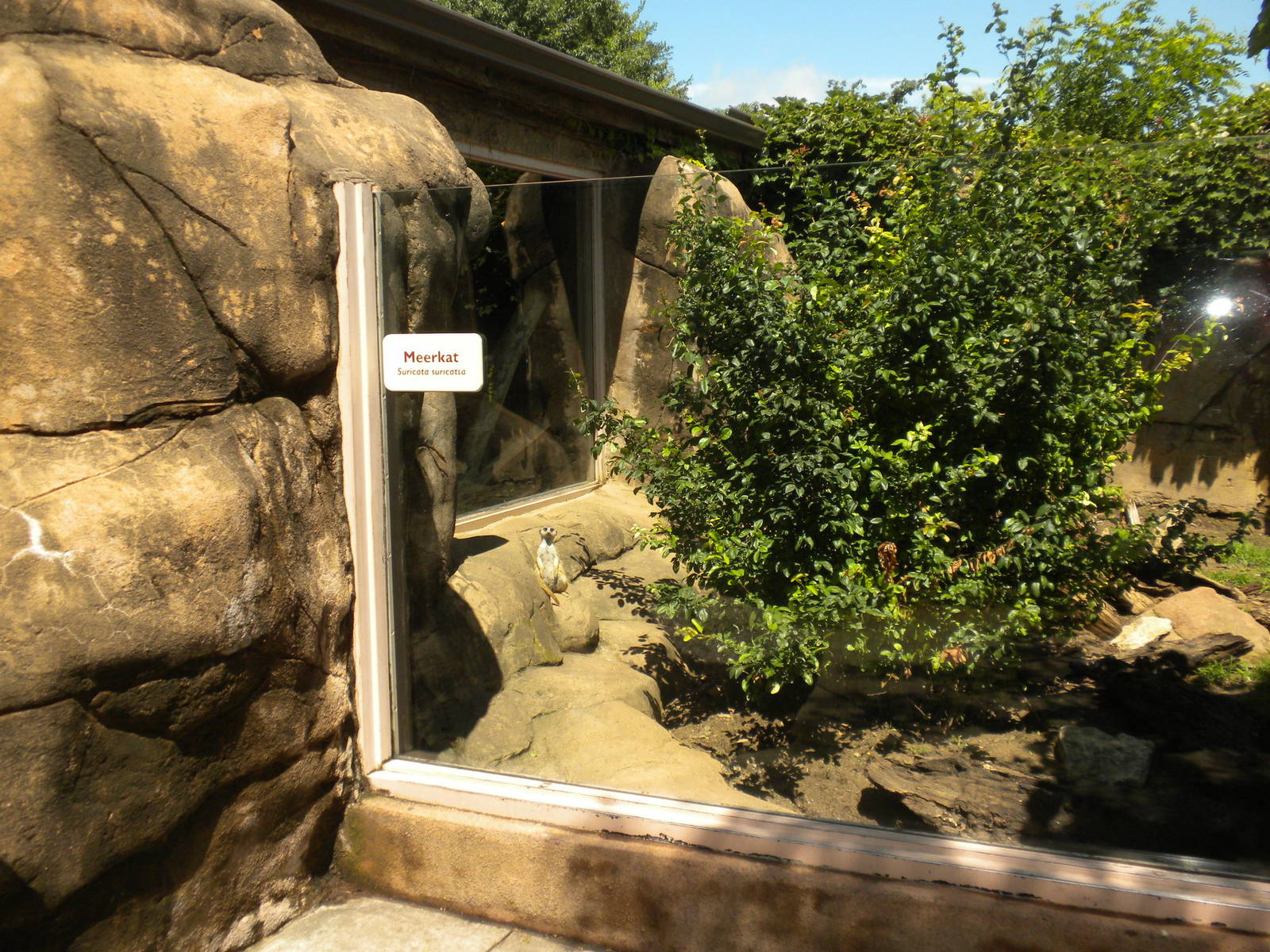 Meerkat