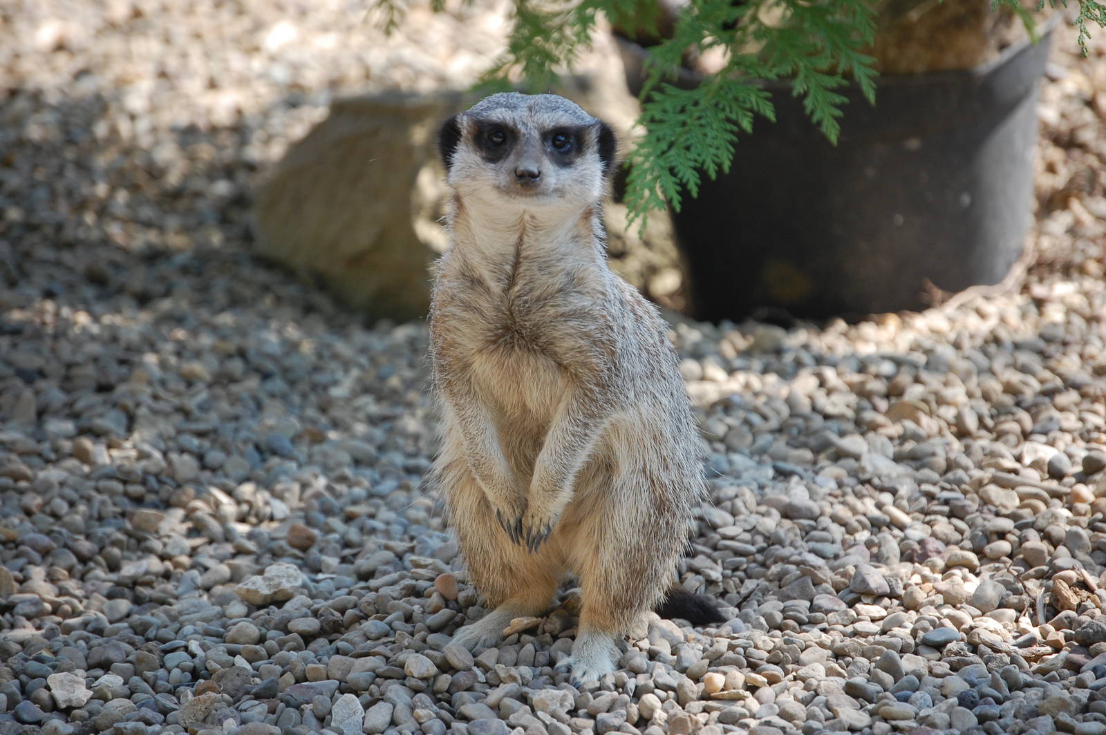 Meerkat