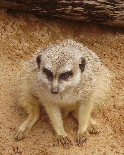 Meerkat.