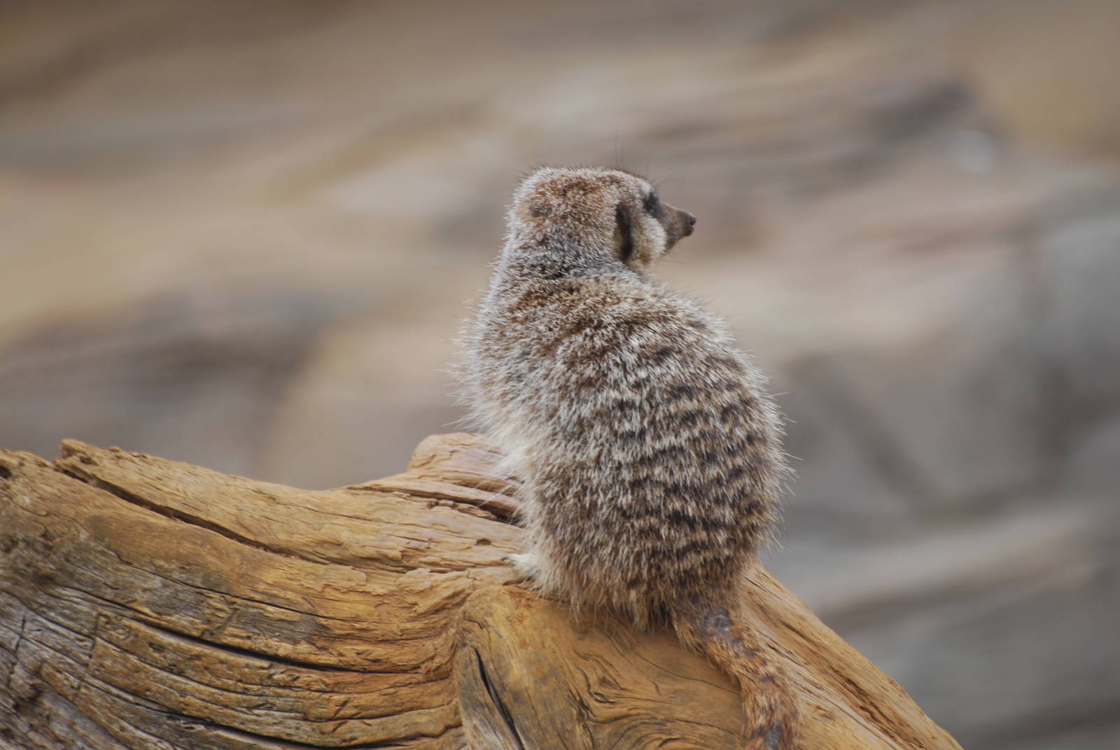 Meerkat