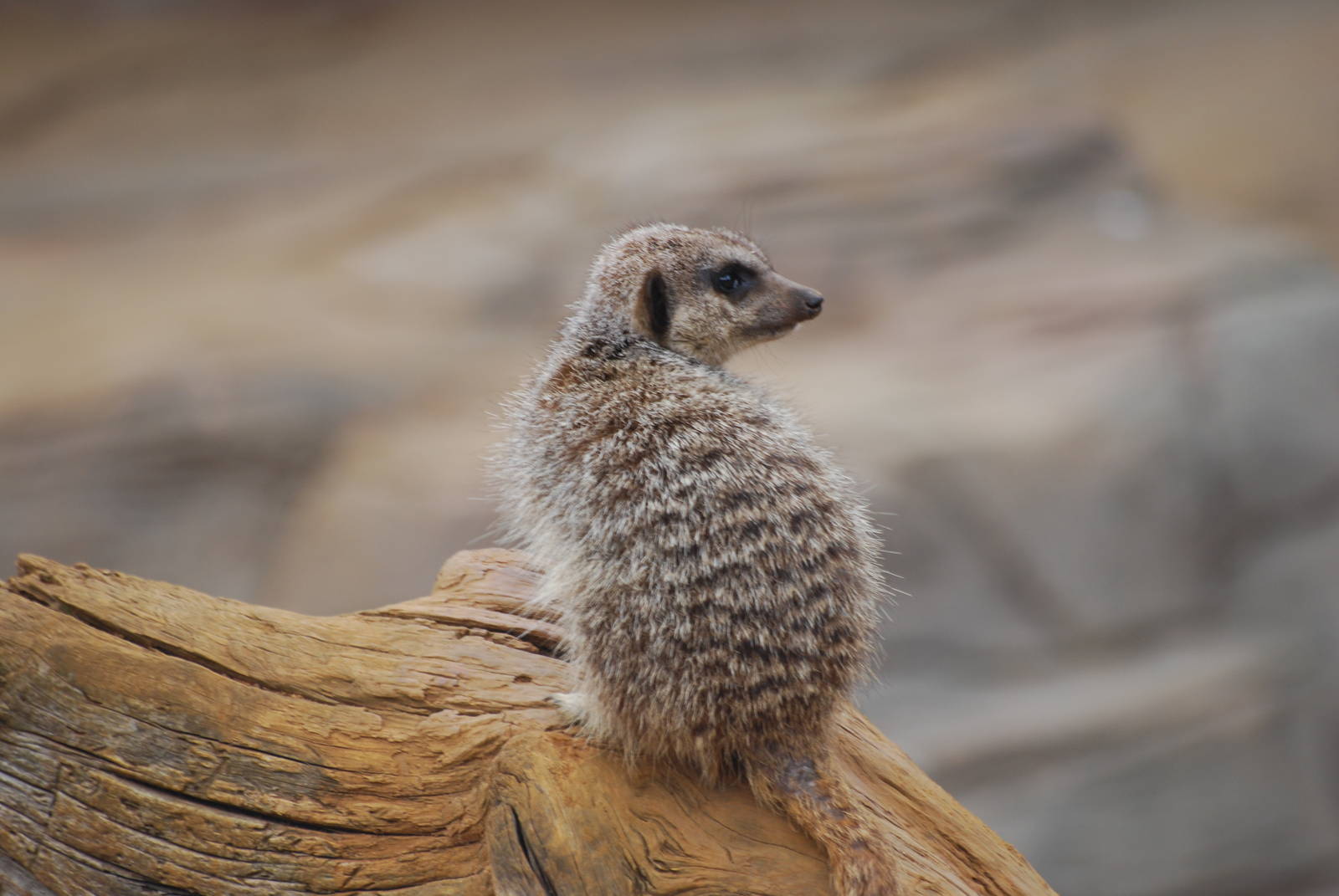 Meerkat