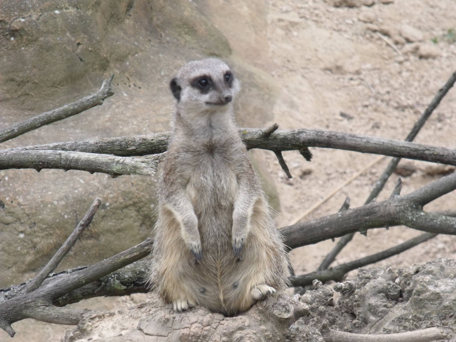 Meerkat
