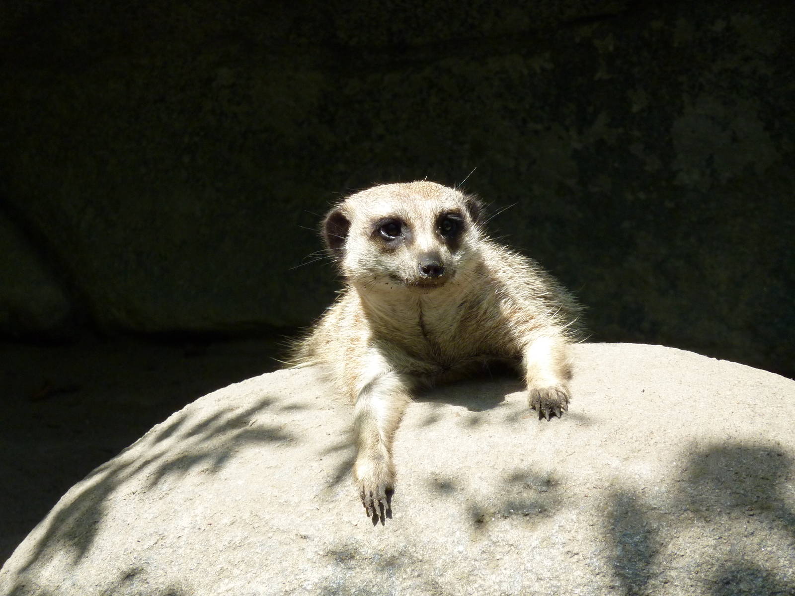 Meerkat