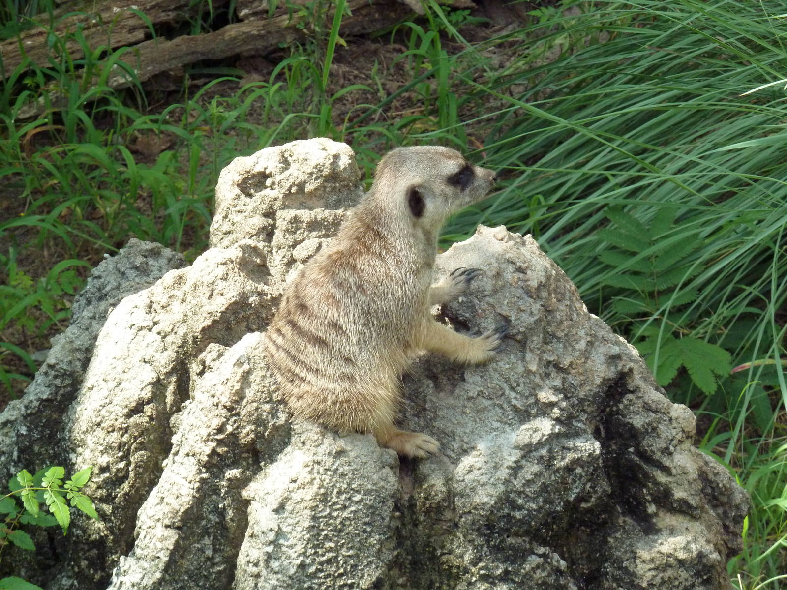 Meerkat