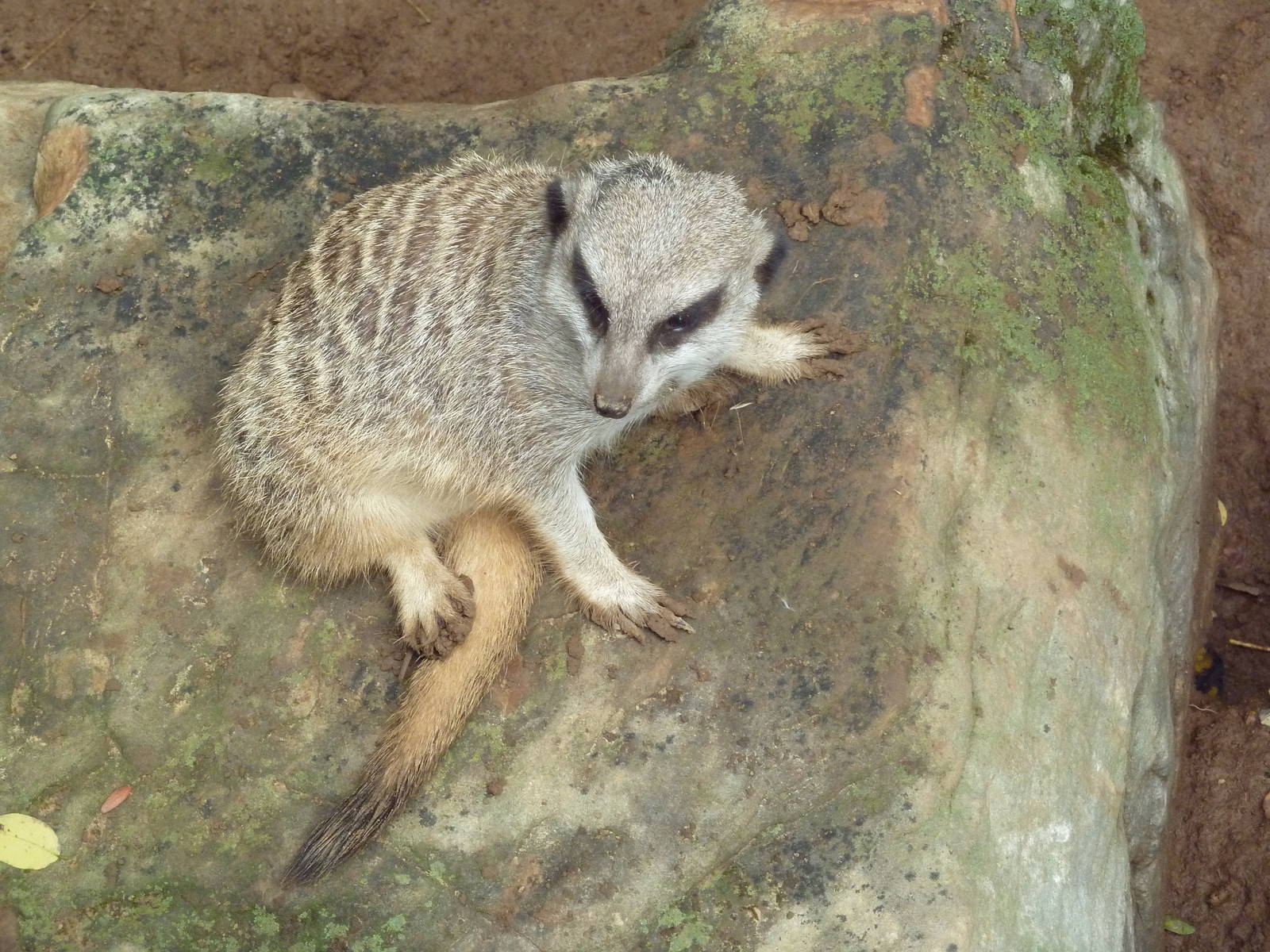 Meerkat