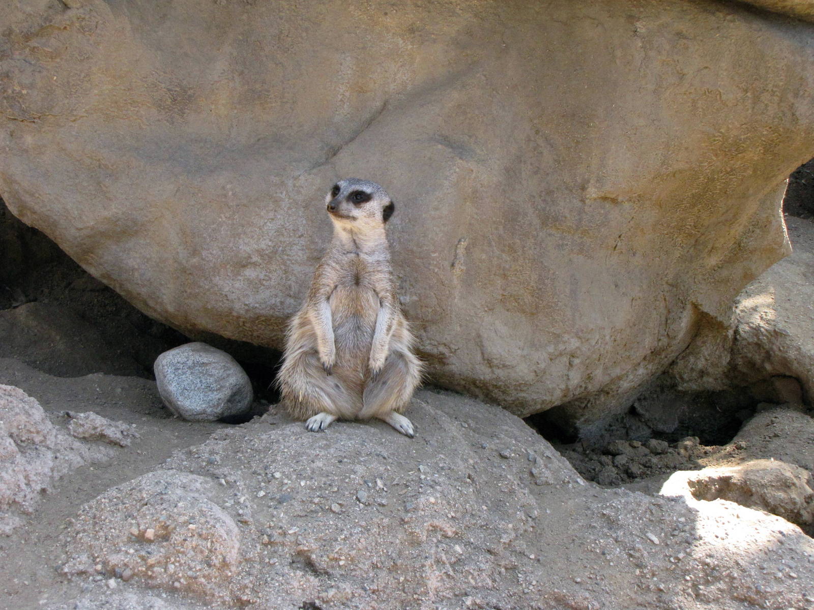 Meerkat
