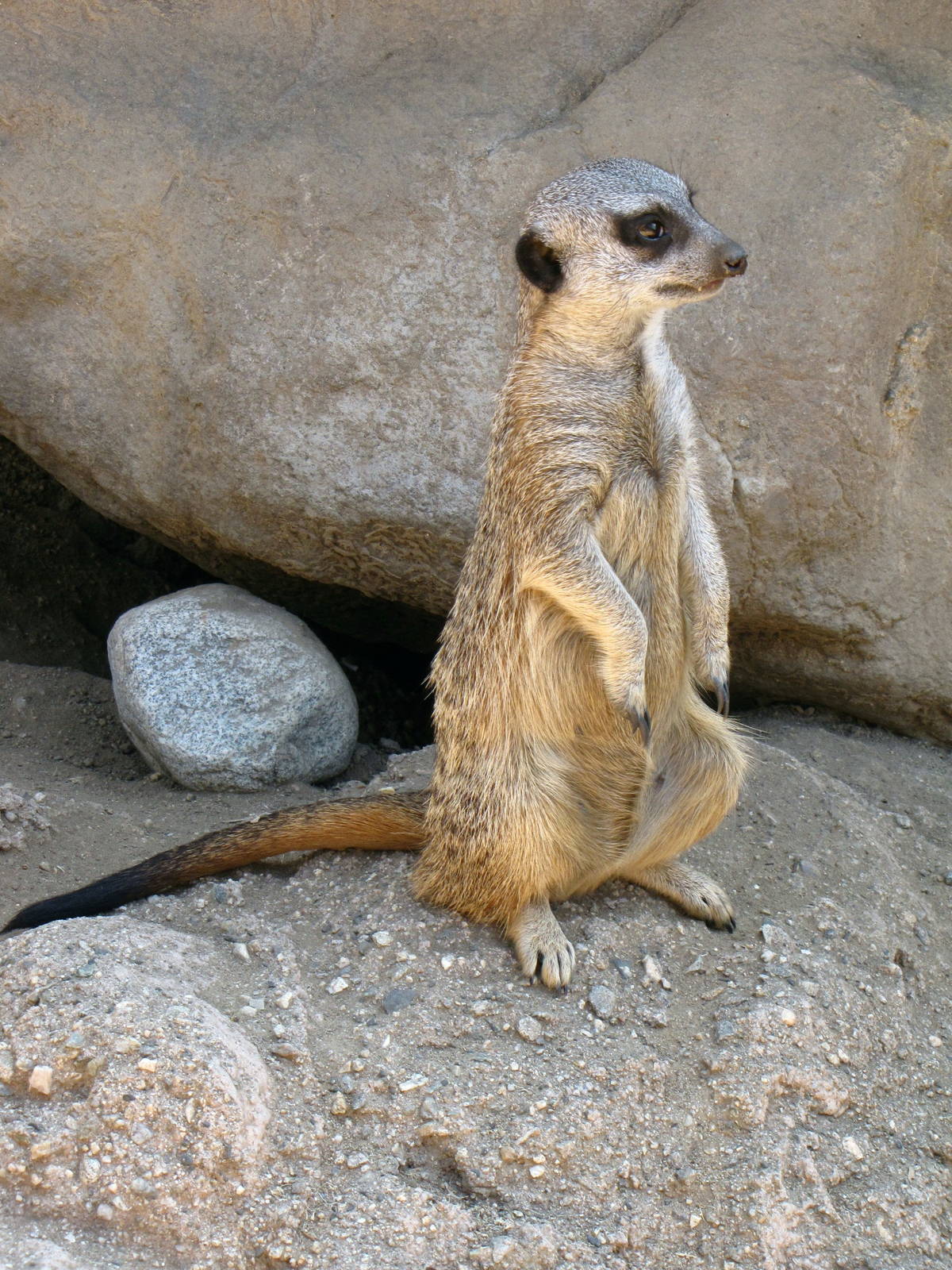Meerkat