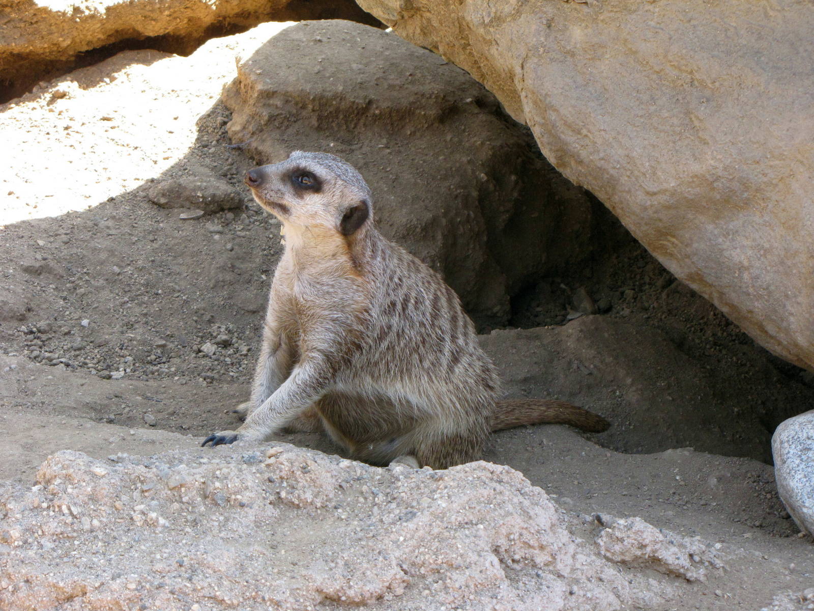 Meerkat