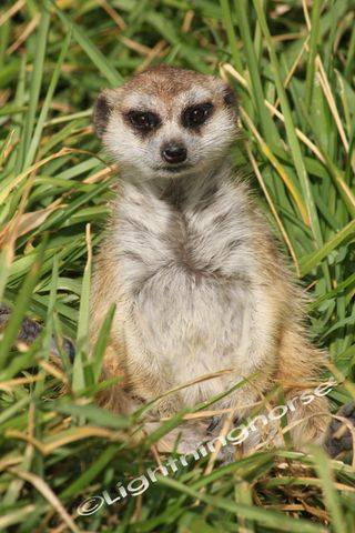 Meerkat