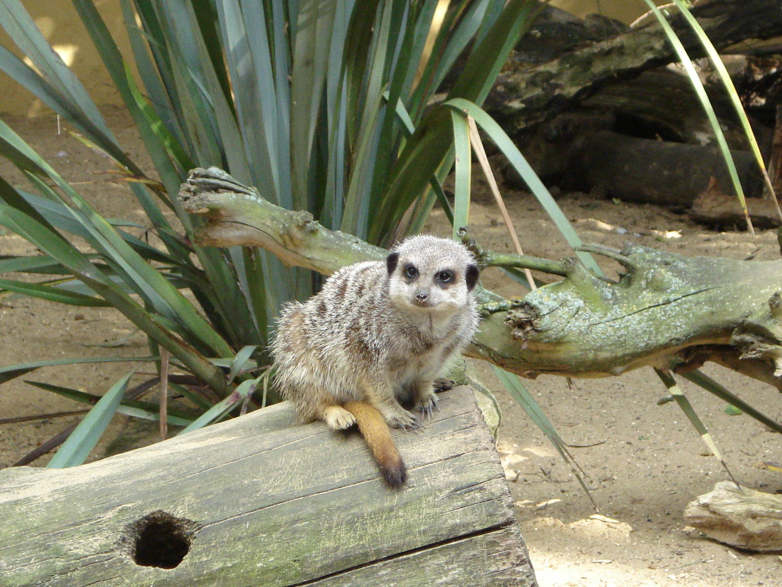 Meerkat