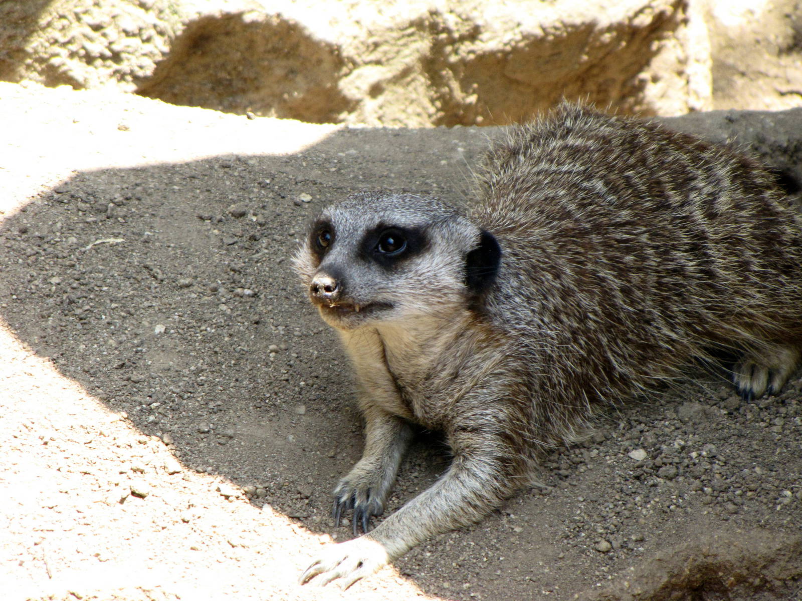Meerkat