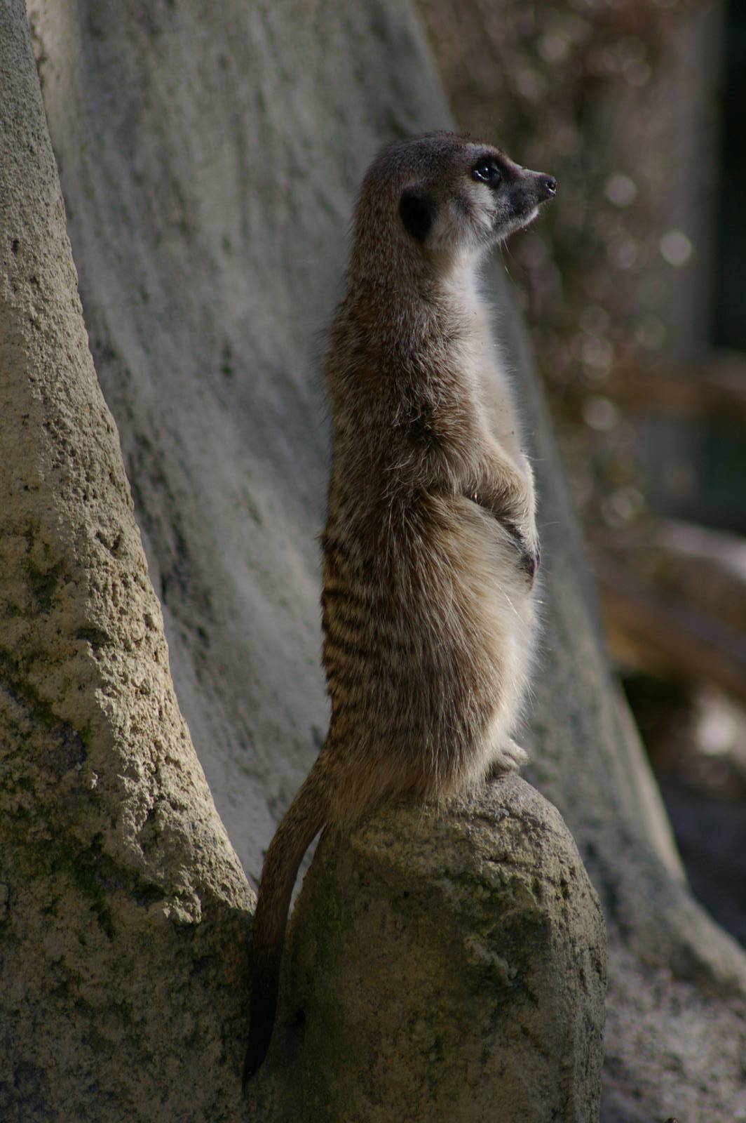 meerkat