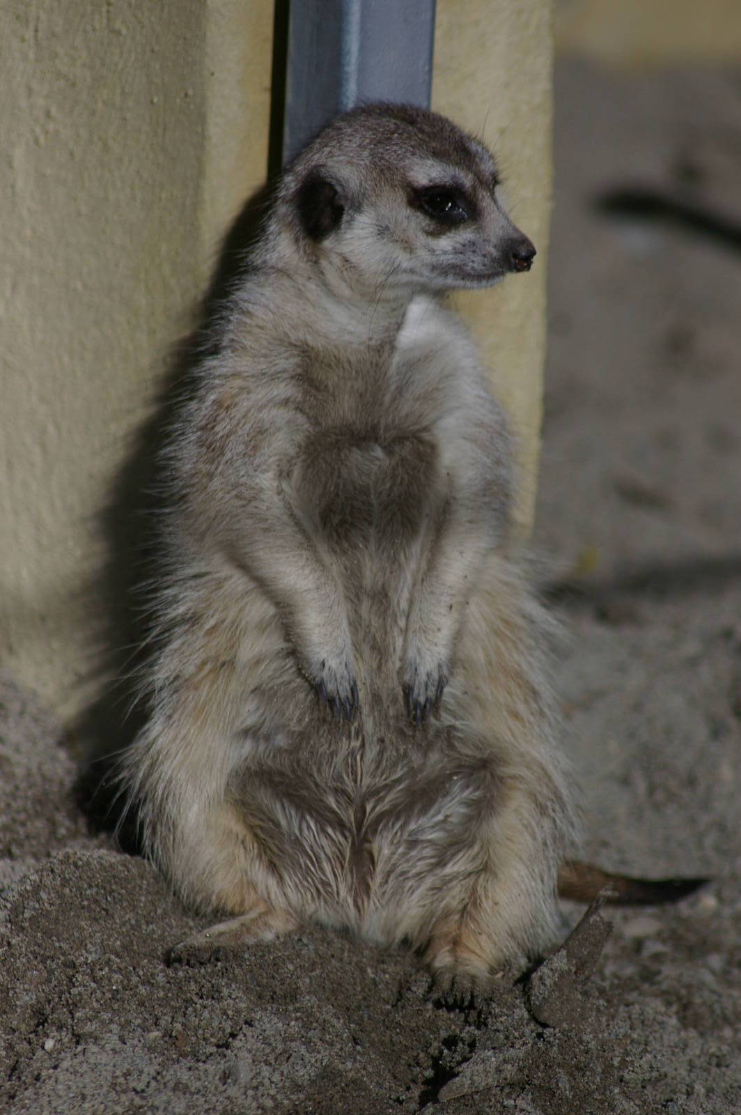 meerkat