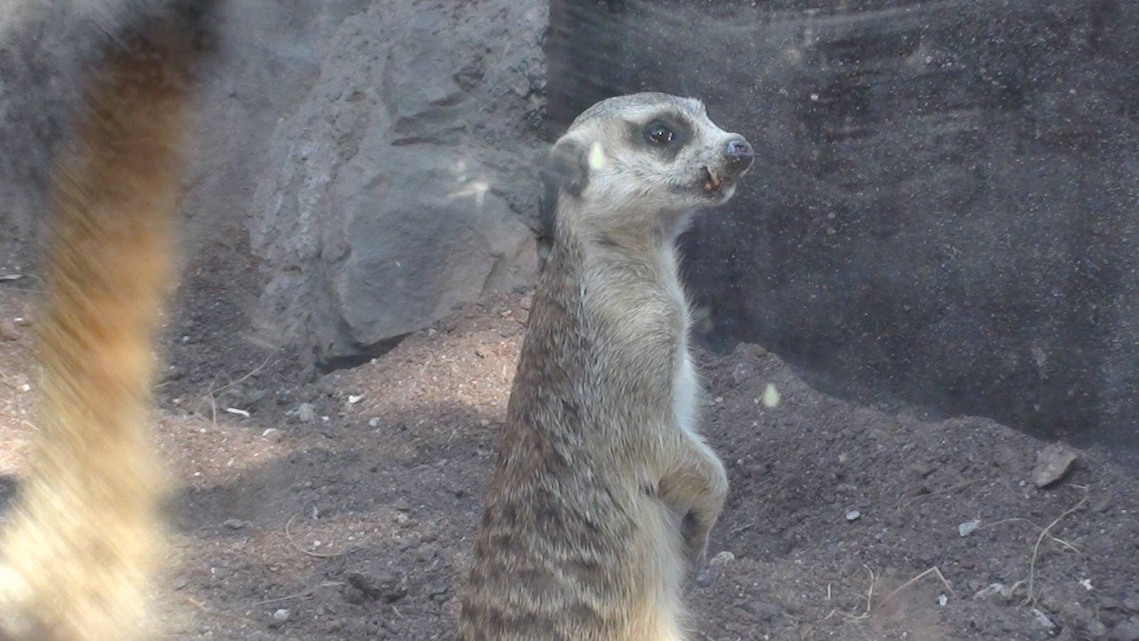 Meerkat