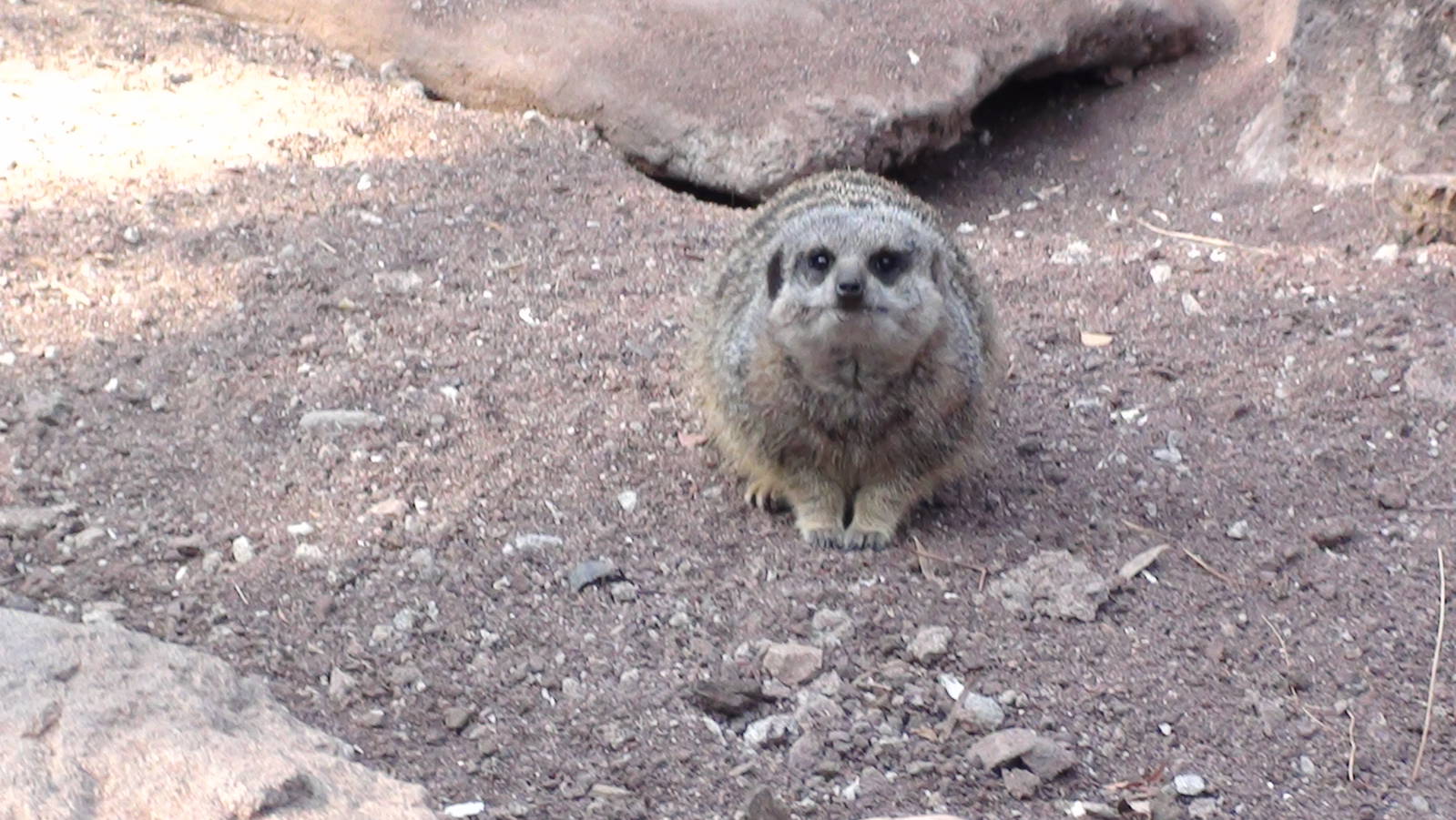 Meerkat