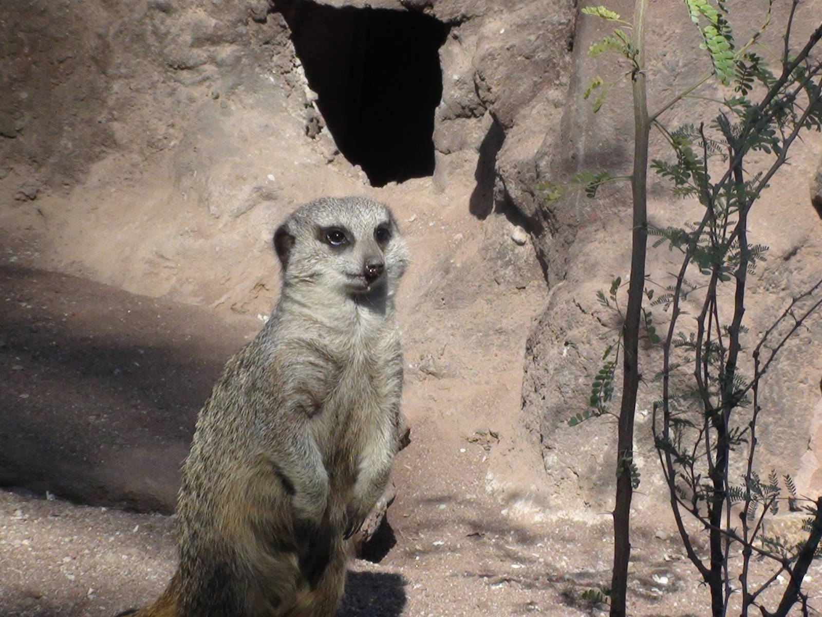 Meerkat