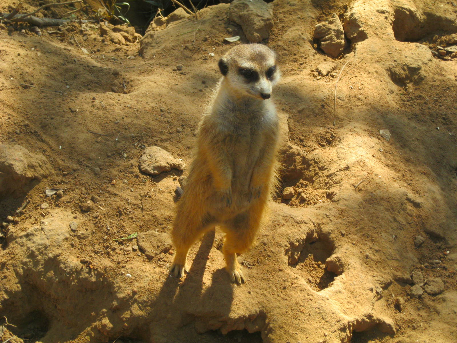 Meerkat