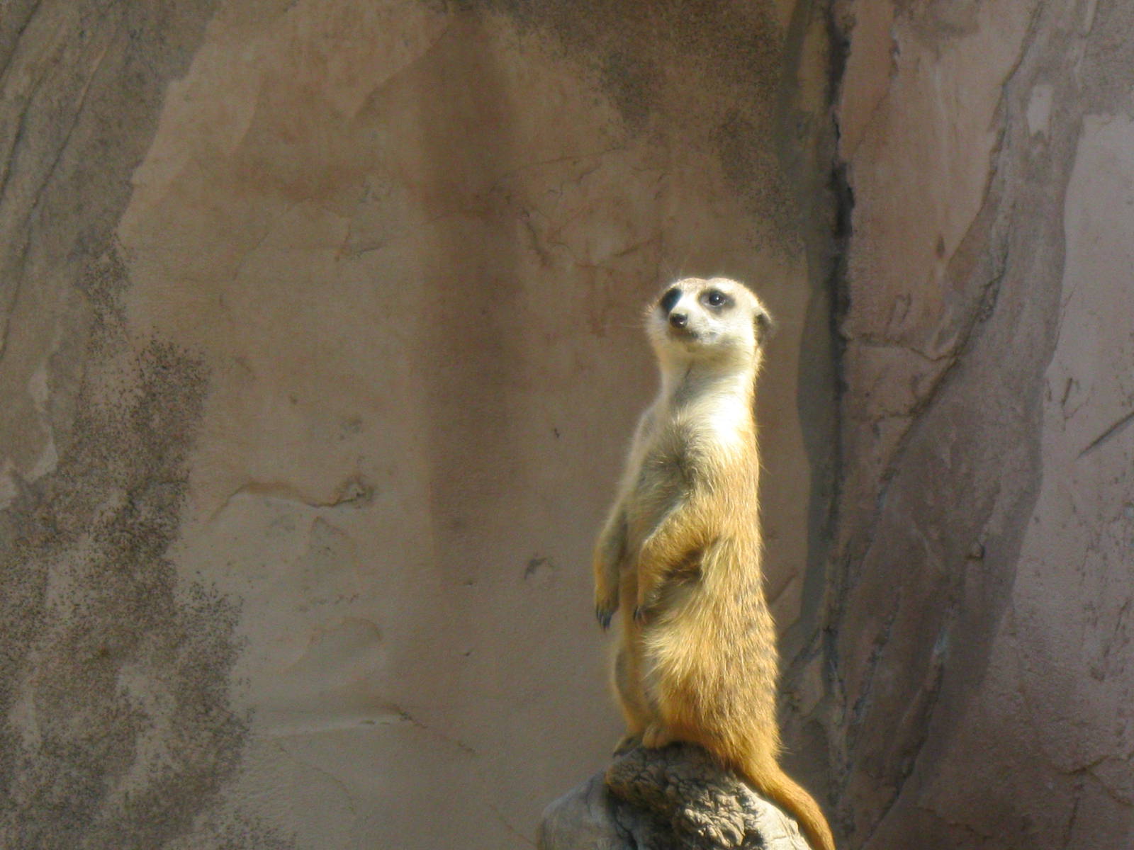 Meerkat