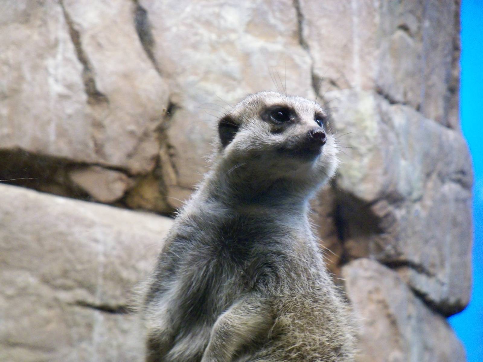 Meerkat