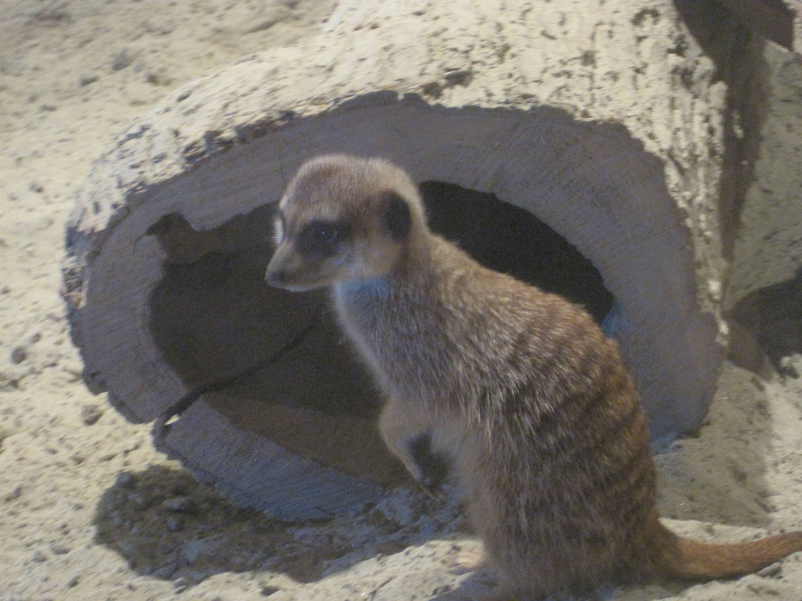 Meerkat