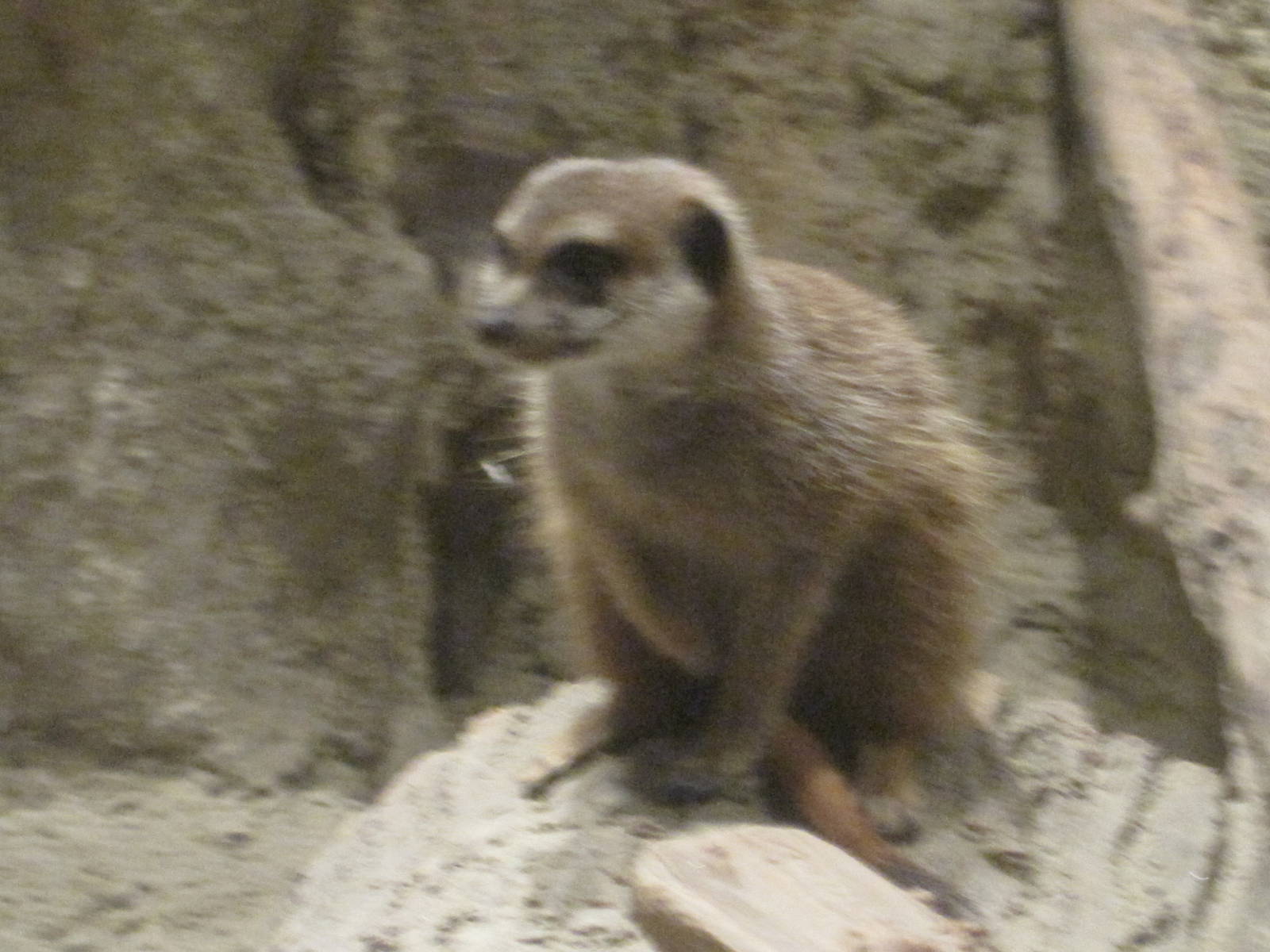 Meerkat