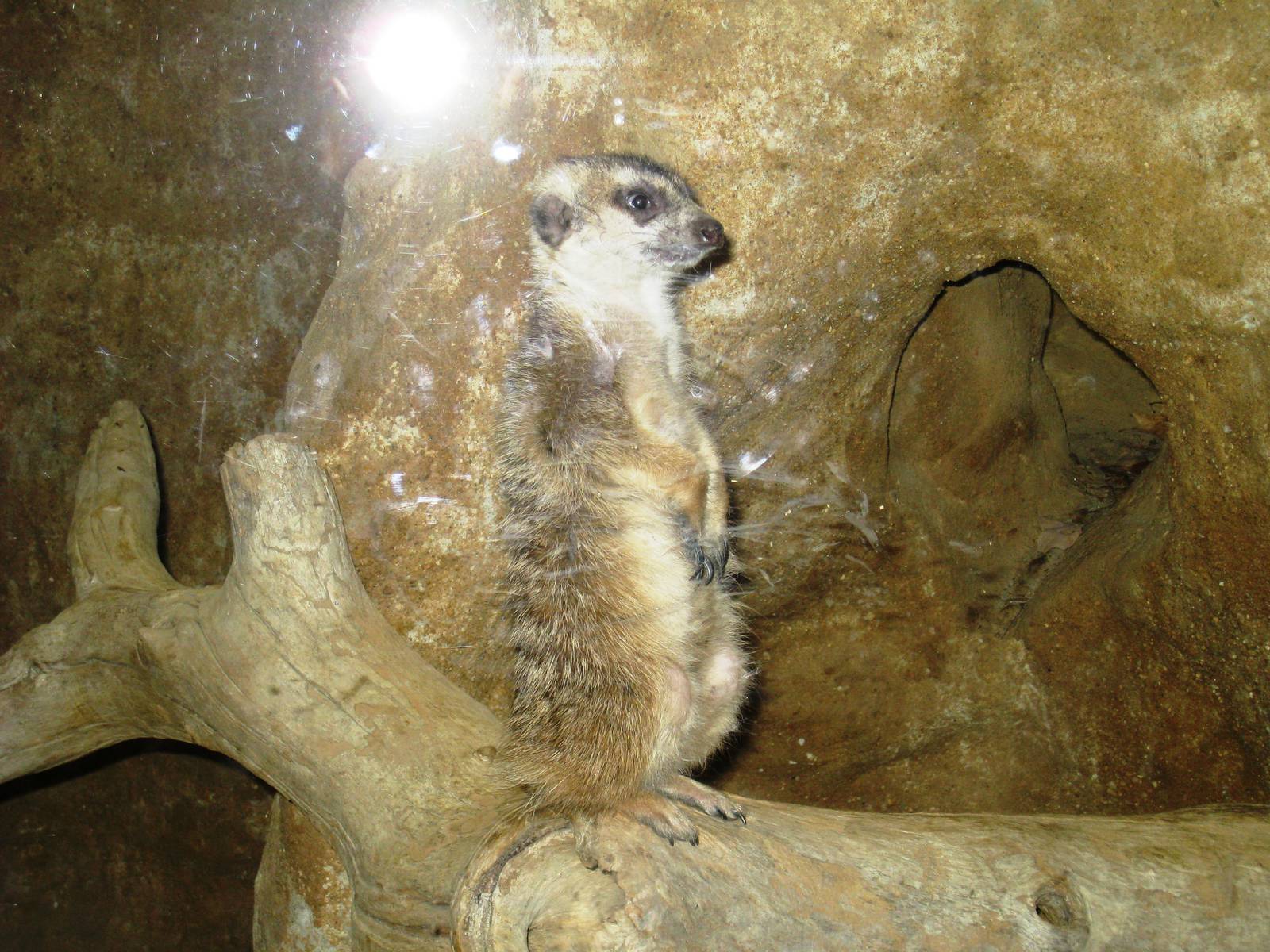 Meerkat