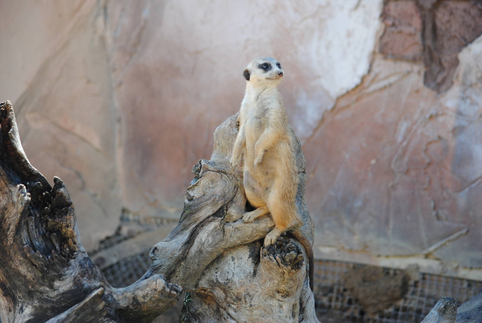Meerkat