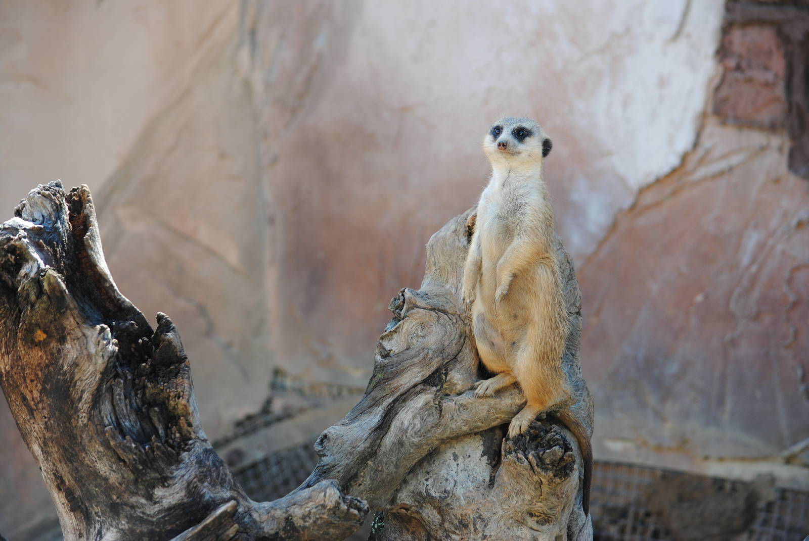Meerkat