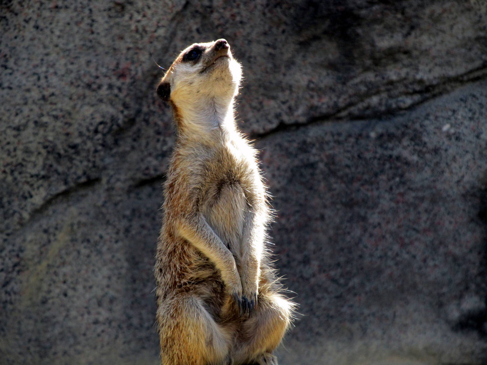 Meerkat