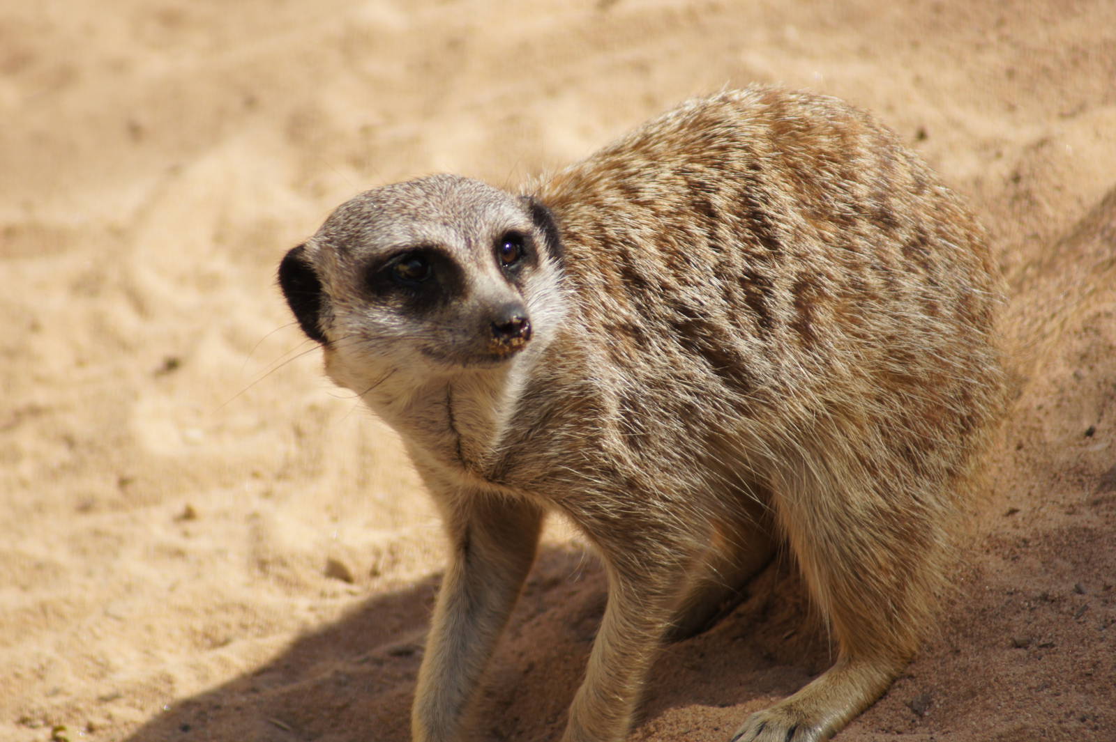 Meerkat