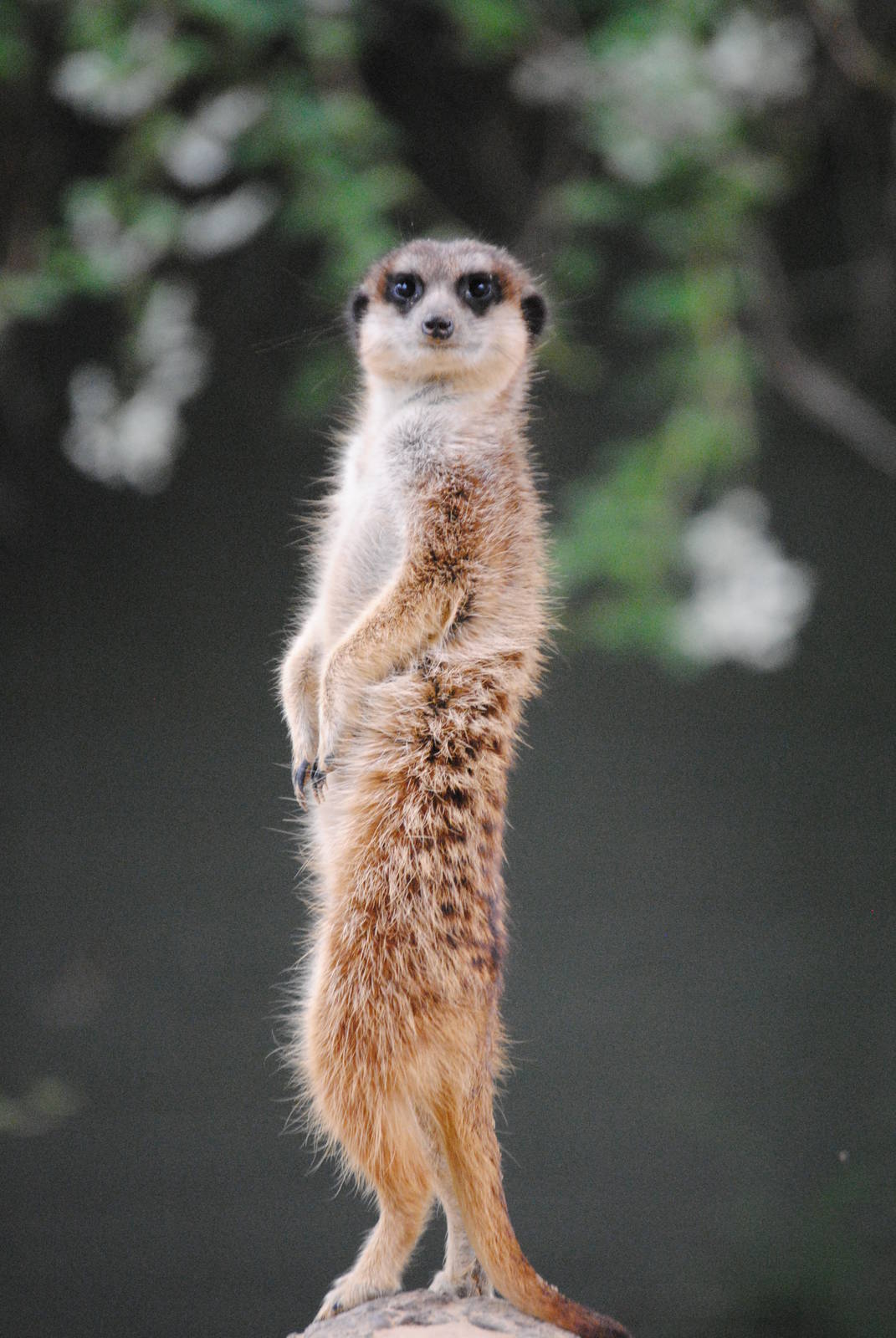 Meerkat