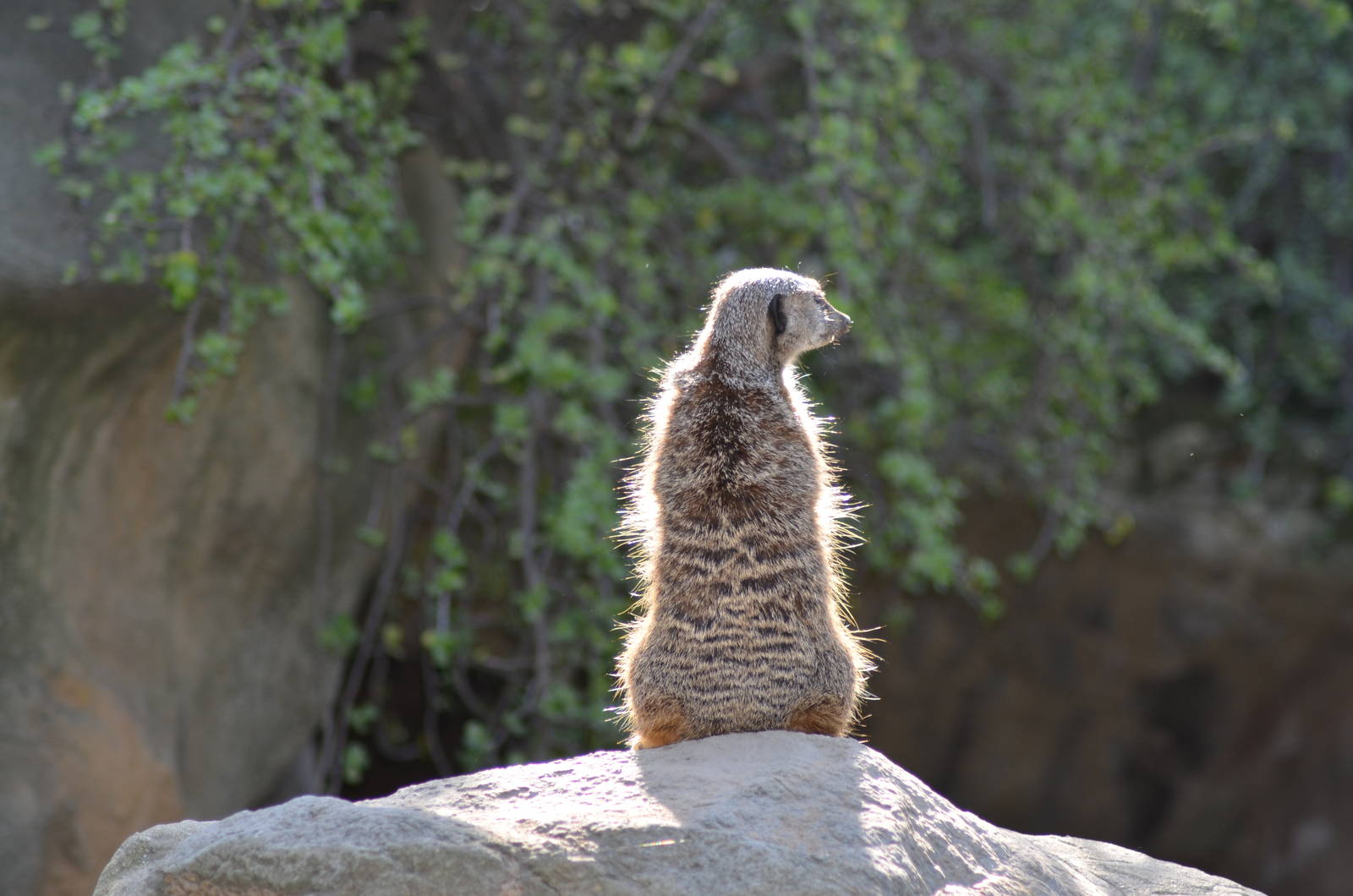 Meerkat