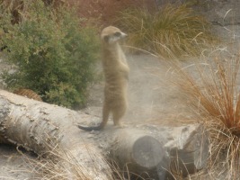 meerkat