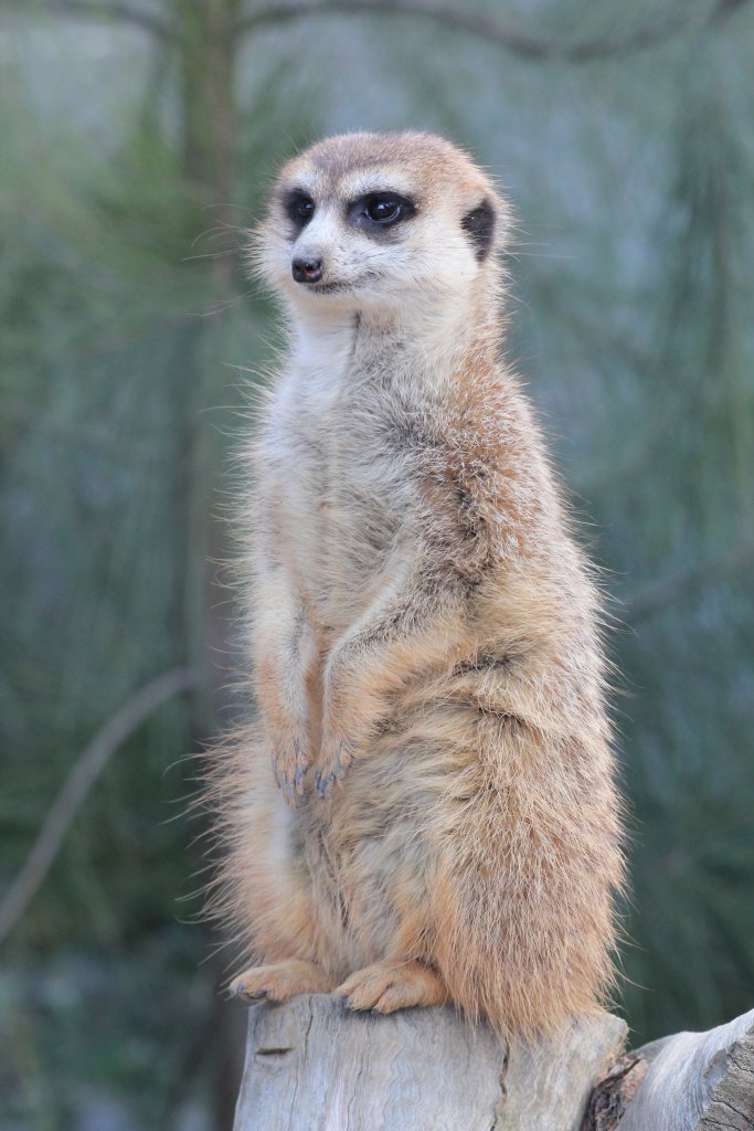 Meerkat