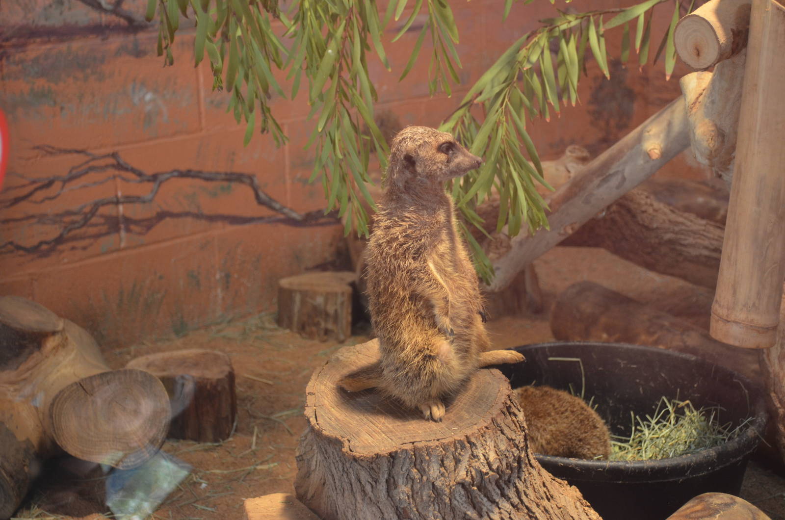 Meerkat