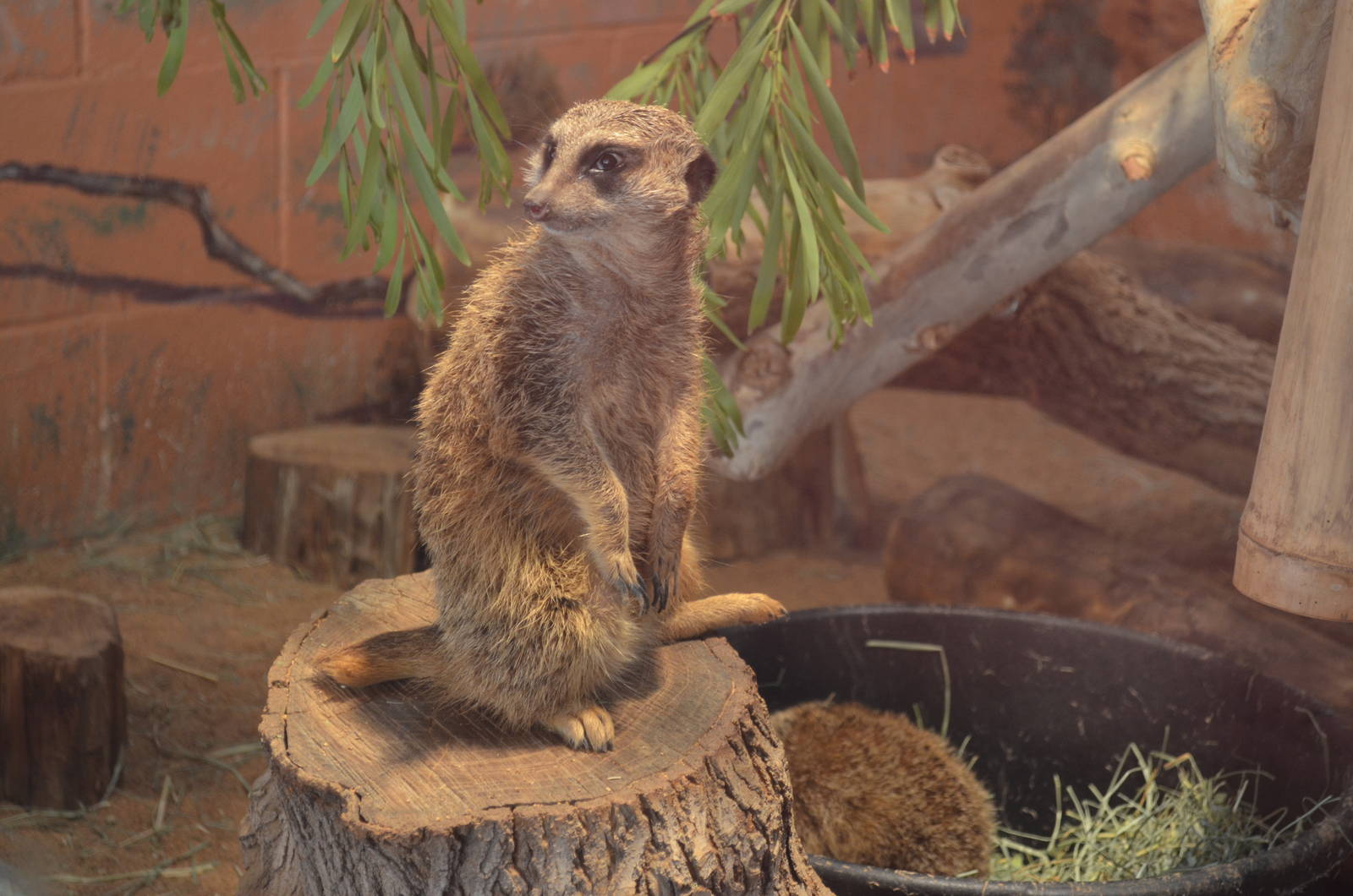 Meerkat