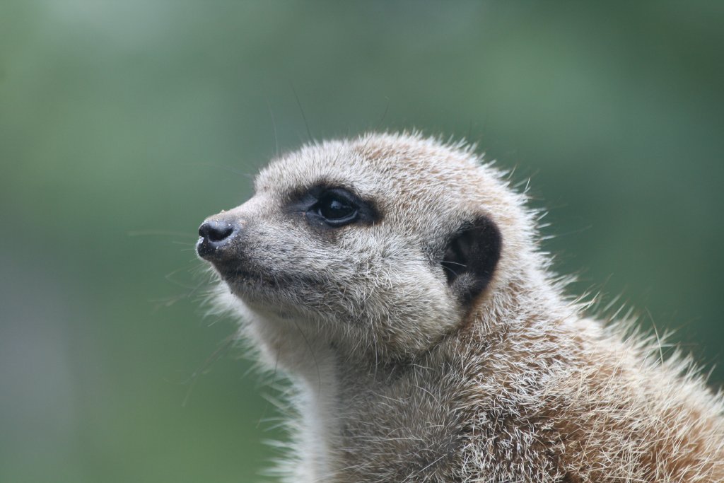 Meerkat