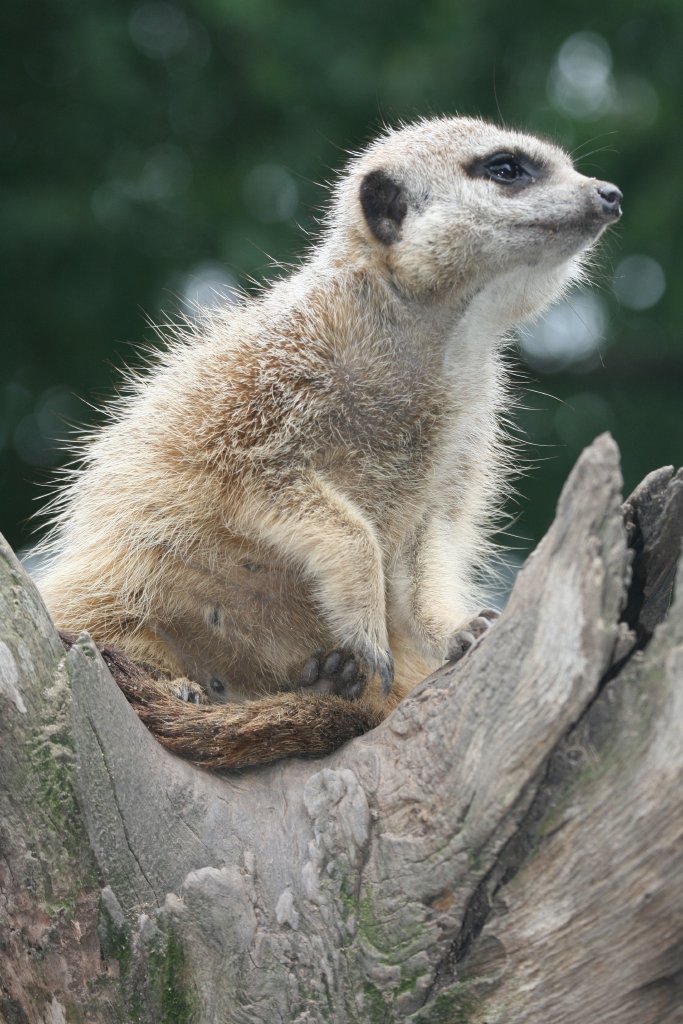 Meerkat