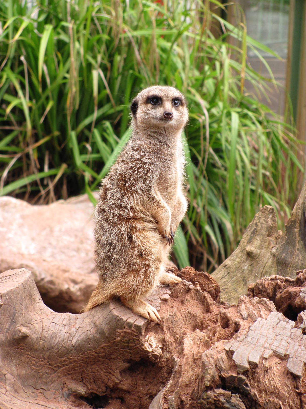 Meerkat