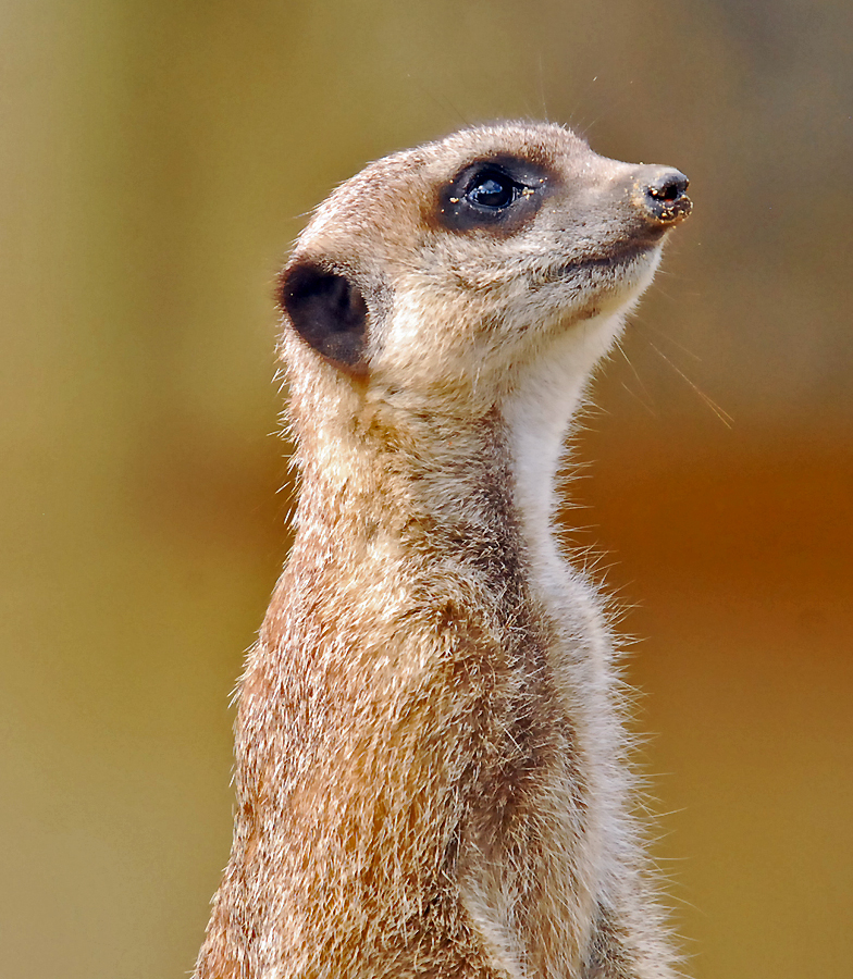 MEERKAT