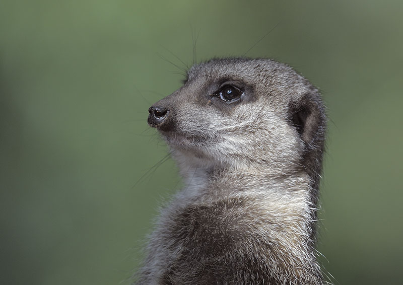 Meerkat