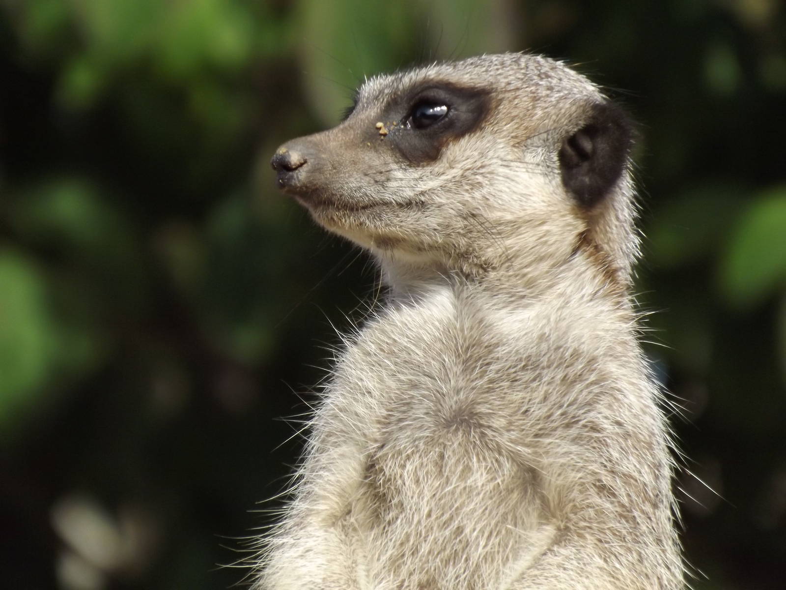 Meerkat