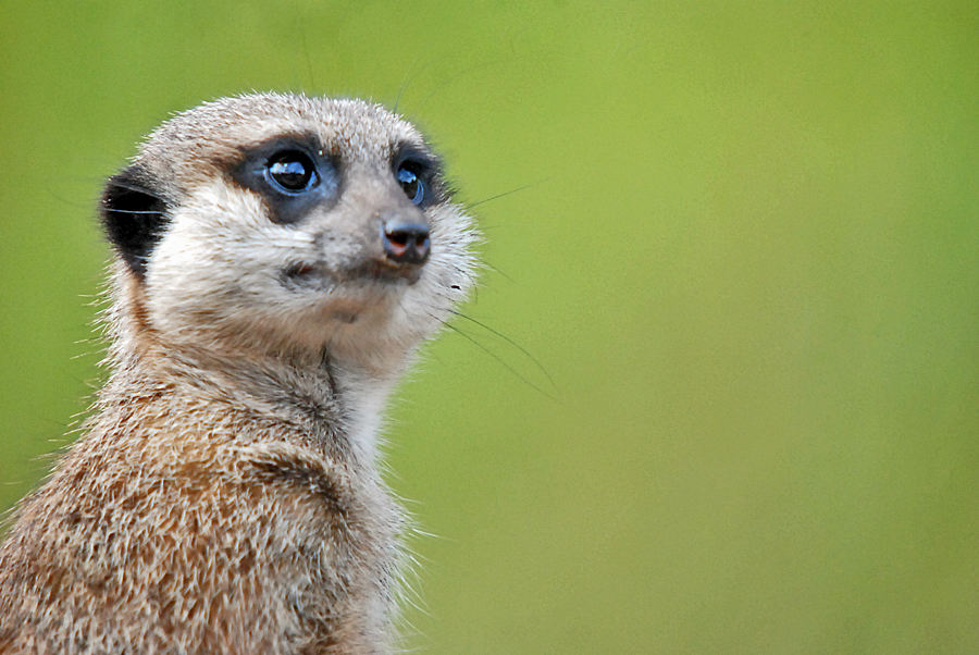 Meerkat