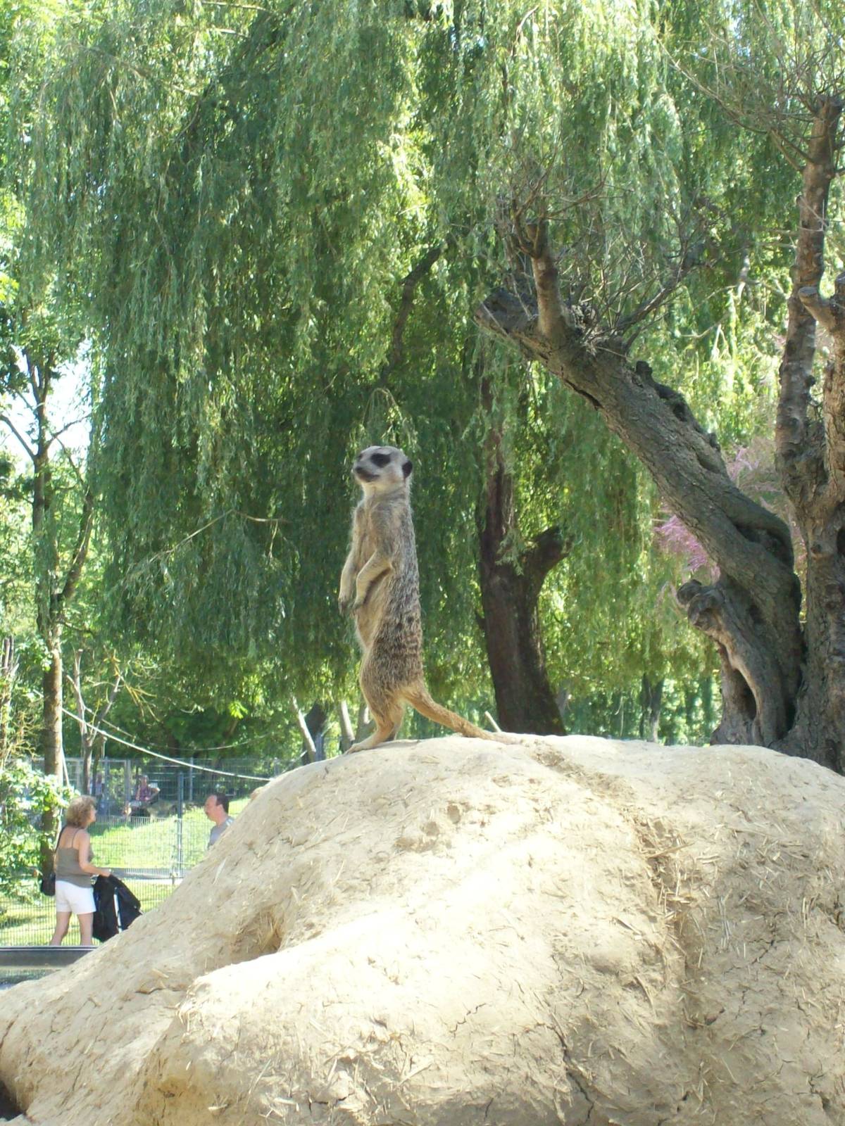 meerkat