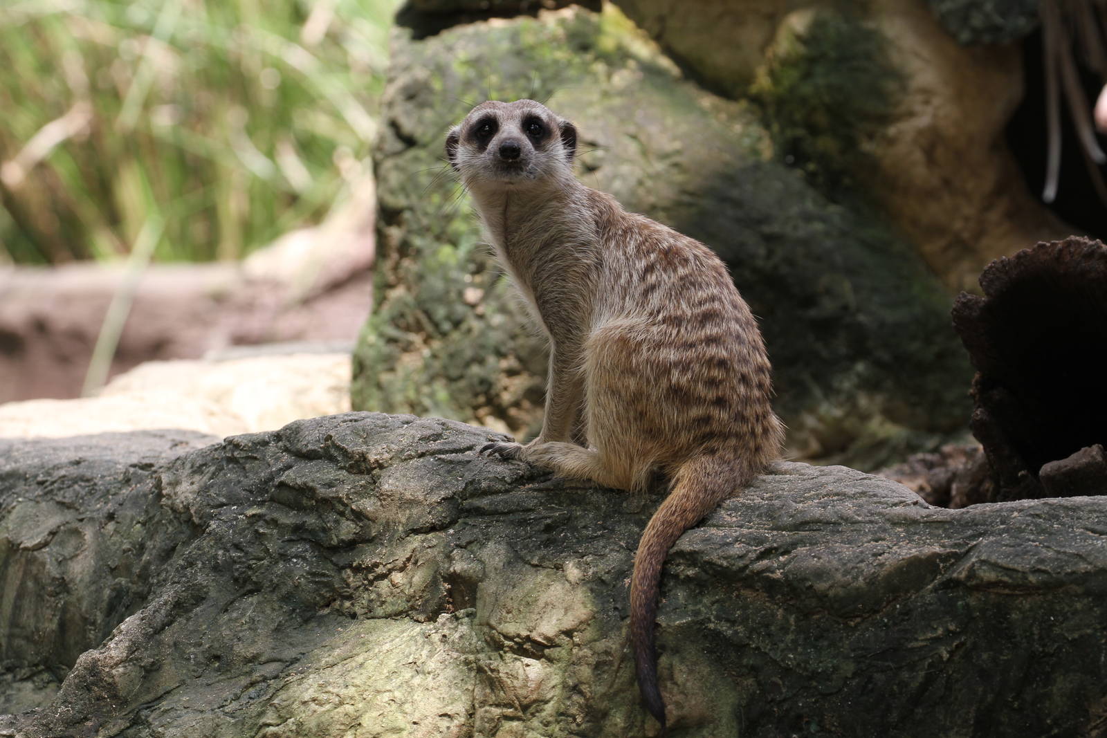 Meerkat