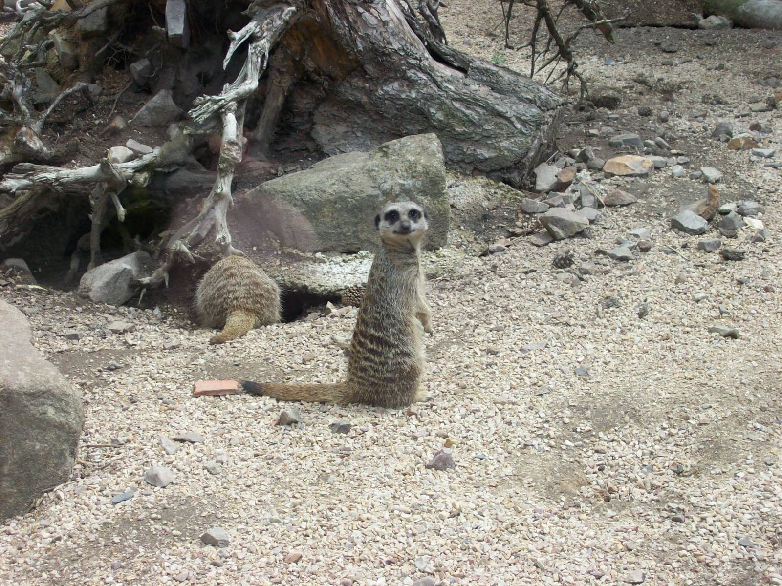 meerkat