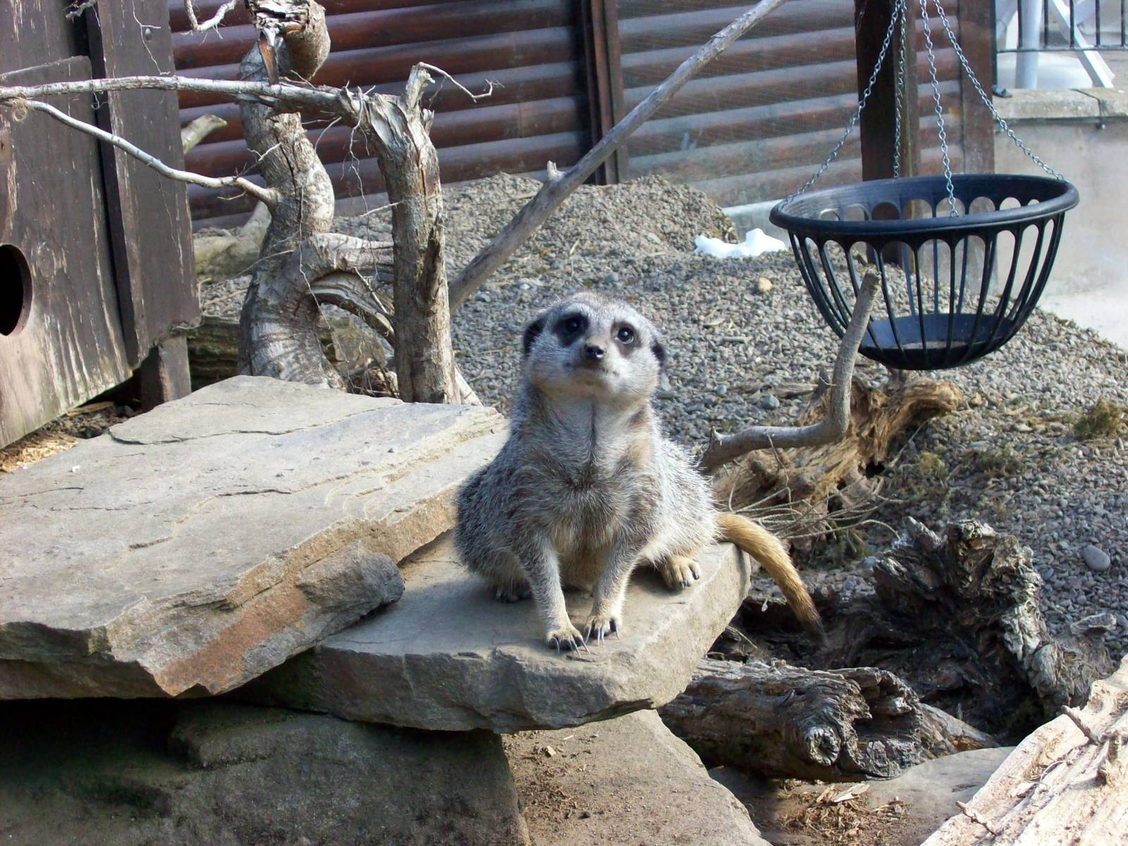 meerkat