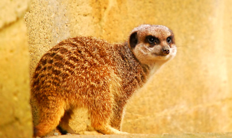 Meerkat