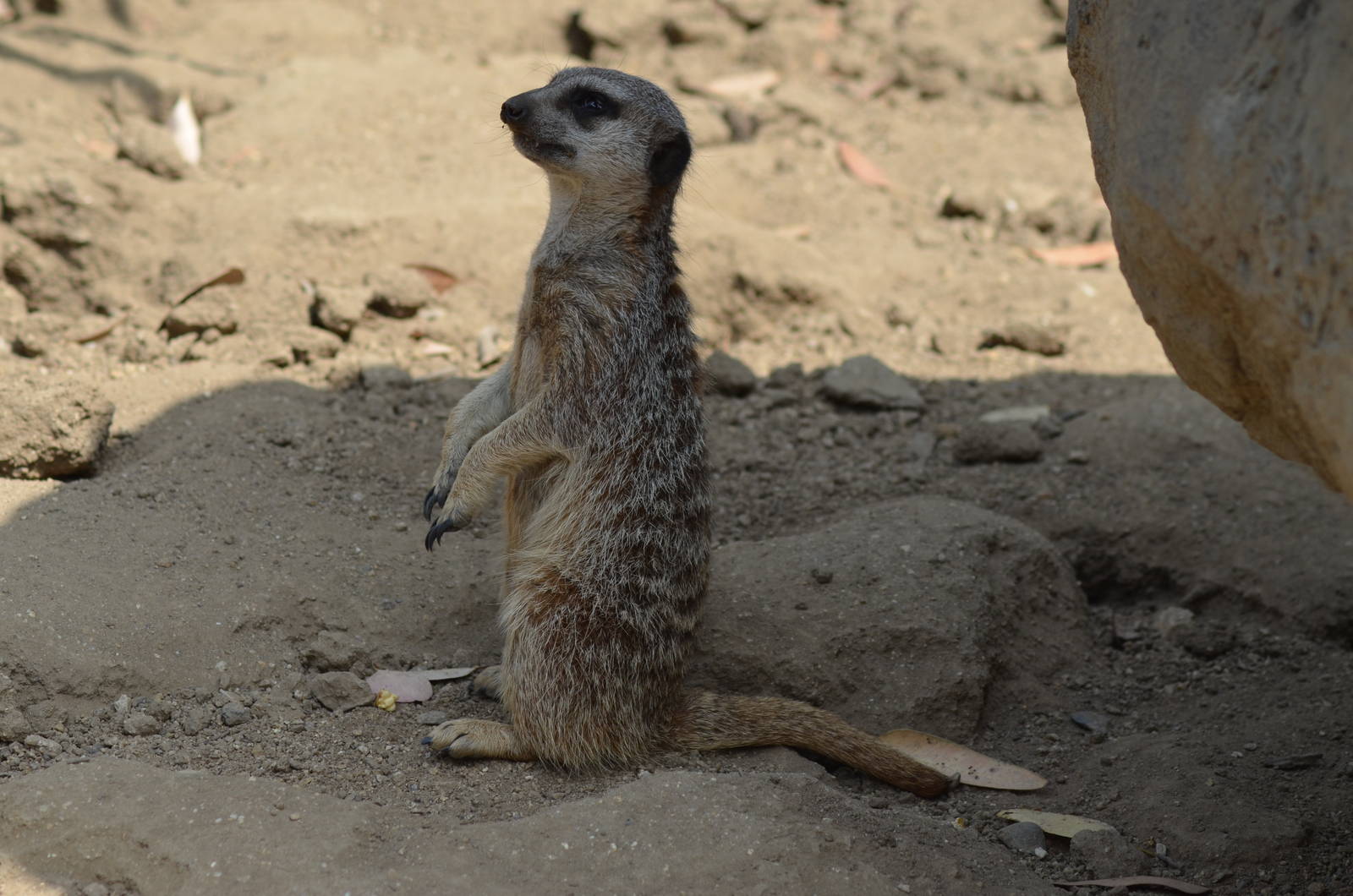 Meerkat