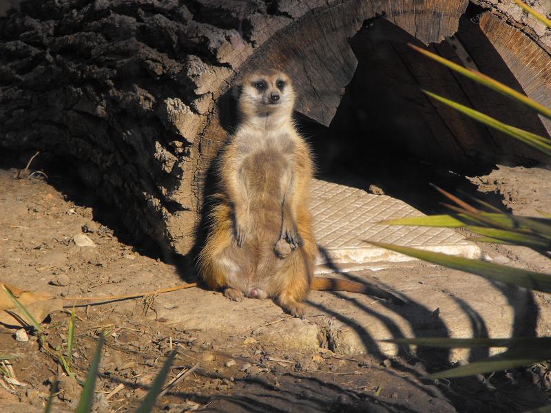 Meerkat